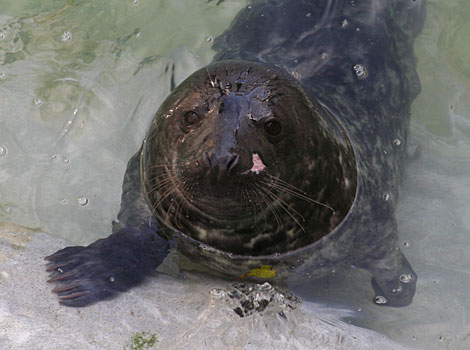 Buckbeak