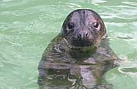 Burt Lancaster, rescued grey seal pup