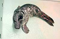 Burt Lancaster, rescued grey seal pup