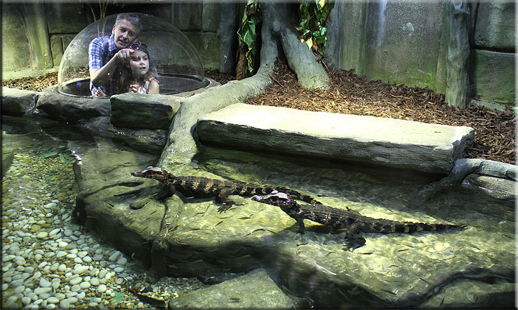 Caiman Crocodiles