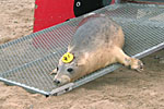 Camel about to be released