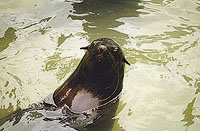 Cape Fur Seal