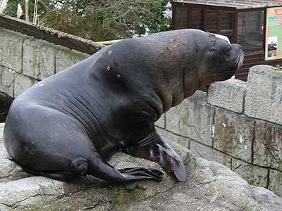 Carus