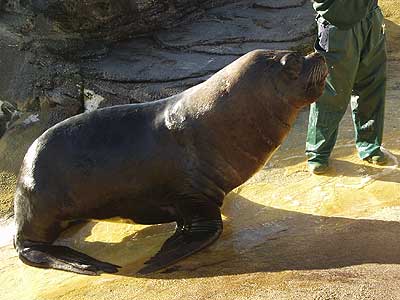 Carus