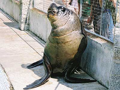 Carus