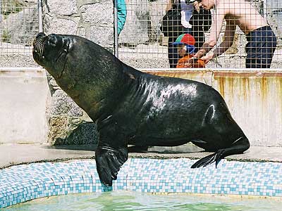 Carus