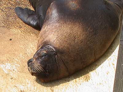Carus