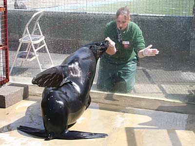 Chaff, our resident Fur Seal