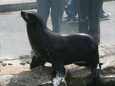 Chaff, our resident Fur Seal