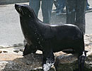 Chaff, our resident Fur Seal