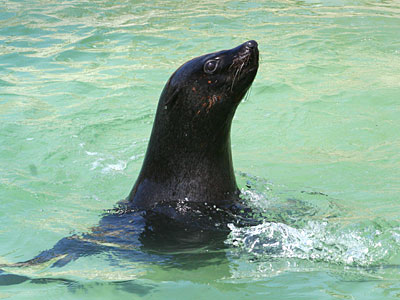 Chaff, our resident Fur Seal