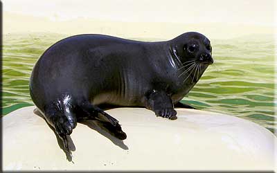 Amber, resident common seal