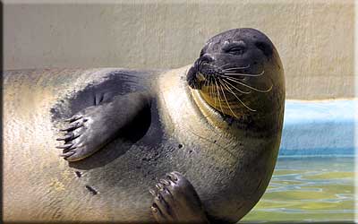 Sally, our resident common seal
