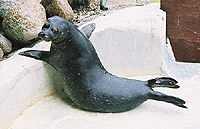 Cuan, in our resident pool