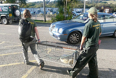 Tamara and Amy carrying Skittles to the land rover on 13th September 2008 - This photo was taken by Dave Jarvis