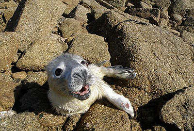This photo of Skittles on the rocks at the Isles of Scilly was taken by Dave McBride