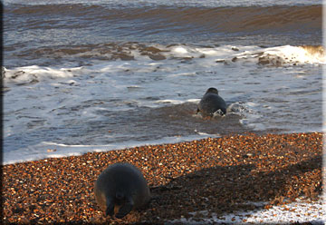 Cole and Defoe being released onto the beach