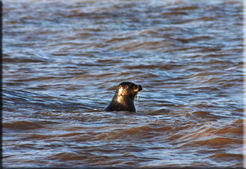 Beckham in the sea shortly after release having a look around.
