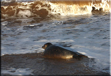 Cole heads for the waves and the open sea