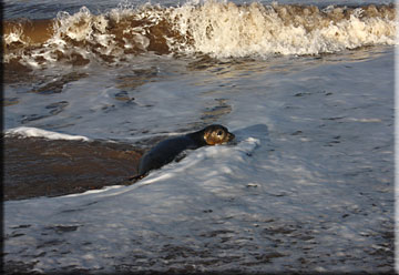 Defoe entering the sea on his release day