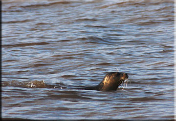 Defoe shortly after being released, he is having a good look around