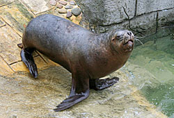Photo was taken of Dipsey on Sunday 26th of February 2006 in Sea Lion Cove