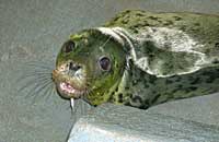 Dory in the main hospital - photo was taken on 24th November 2006 by Rachael Vine