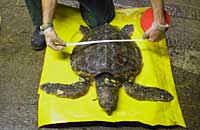 Dude the loggerhead turtle being assessed by Jamie