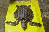 Dude, the Loggerhead Turtle