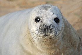 A seal pup in the wild