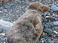 This photo of Ermine was taken by Sue Sayer of the Cornwall Seal Group