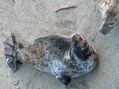 Ermine