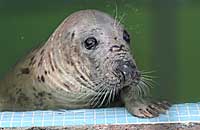 Fatima, our female resident grey seal