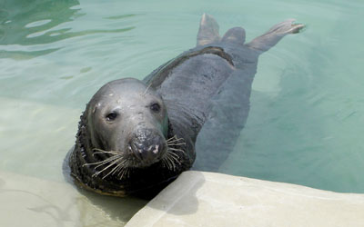 Flipper