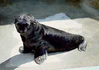 Fur Seal Pup