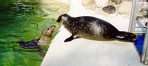 Gigha and her pup Mara, who is ready for release