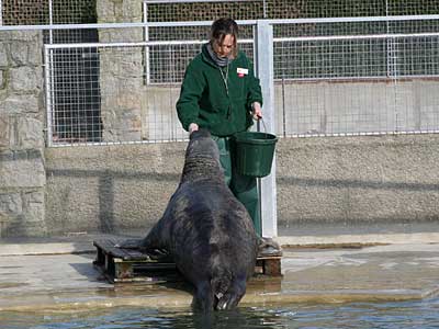 Seal training