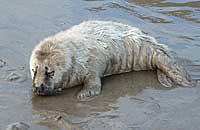 Guinness photo was taken by Dan Jarvis