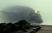 Photo of Guinness was taken on 26th of February 2006 underwater in the convalescence pool.  Guinness's flipper tag number is 07 and hat tag number 07