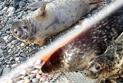 Seal Release