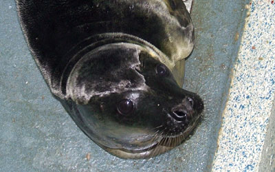 Bullseye now in the main hospital