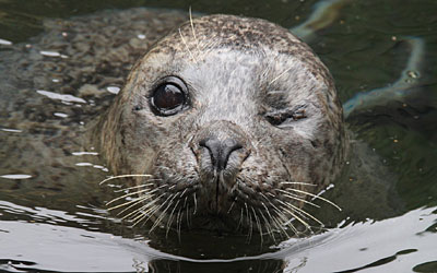 Babyface in his enclosure at Colchester Zoo