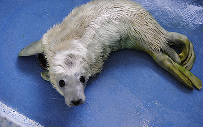 Boo in isolation at the sanctuary