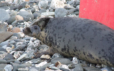 Seal Release