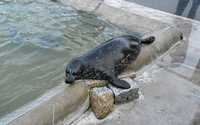 Common Seals