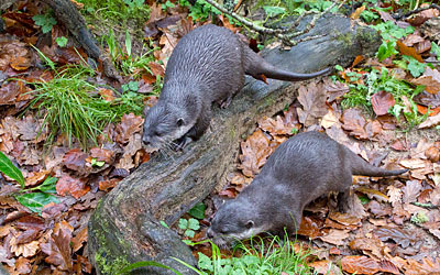 Otters