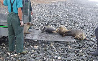 Seal Release