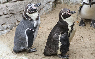 Penguins