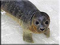 Homer, a rescued pup