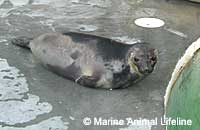 INGEMAR, a Hooded seal